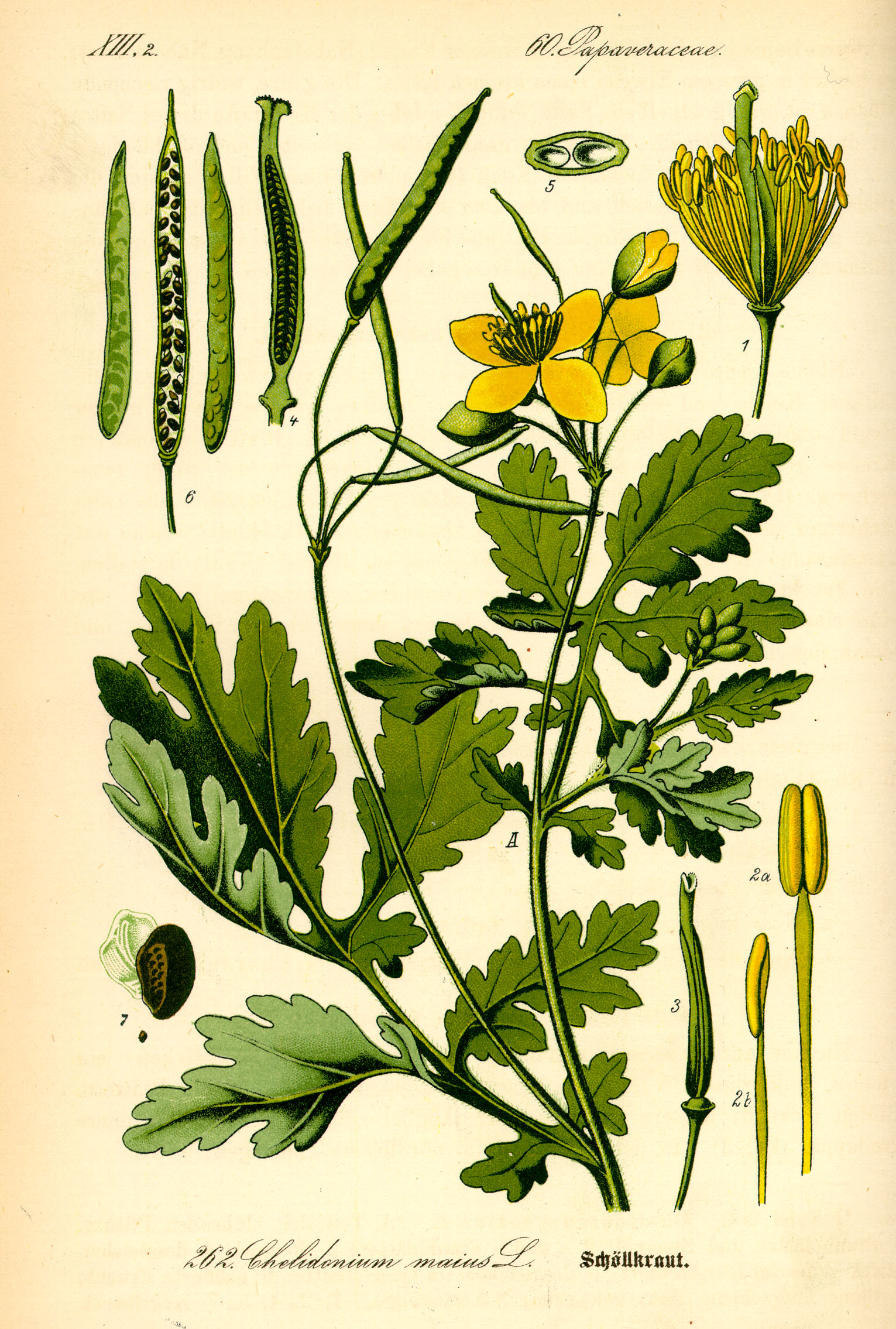 greater celandine